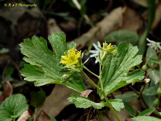 {Geum donianum}